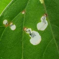 Orache Leafminer Moth thumbnail 4