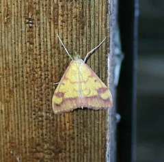 Pyrausta perrubralis thumbnail 3
