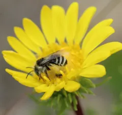 Small Long-horned Bee thumbnail 4