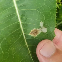 Liriomyza taraxaci thumbnail 4