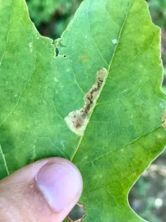 Sugar Maple Blotchminer thumbnail 1