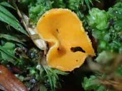 Neottiella rutilans thumbnail 2
