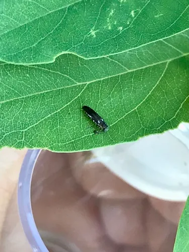 Bronze-fronted Locust Agrilus