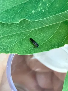 Bronze-fronted Locust Agrilus thumbnail 1