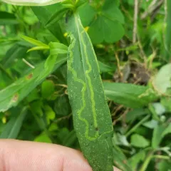 Ophiomyia parda thumbnail 4