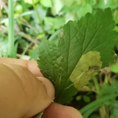 Avens Mining Sawfly thumbnail 4