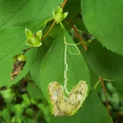 Liriomyza philadelphivora thumbnail 4
