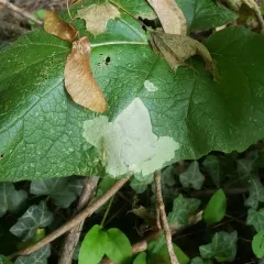 Calycomyza flavinotum thumbnail 4