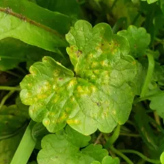 ground ivy rust thumbnail 3