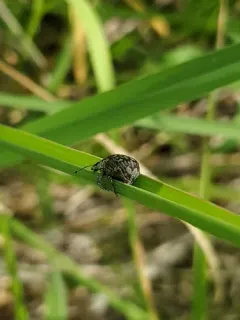 Imbricated Snout Beetle thumbnail 3