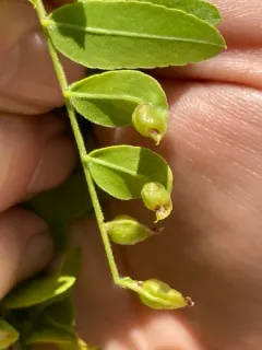 Gleditsia Gall Midge thumbnail 3