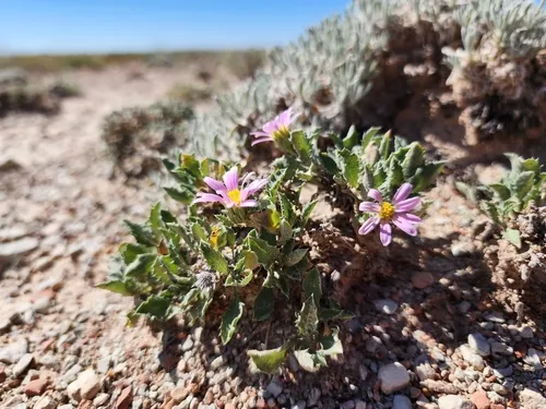 Colorado Tansy Aster