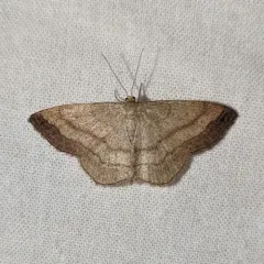 Scopula siccata thumbnail 1