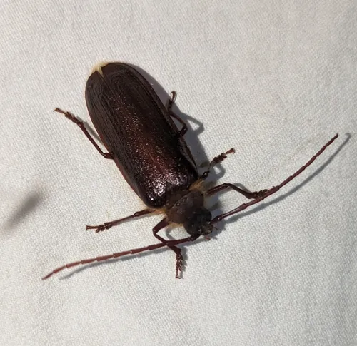 Hairy Pine Borer