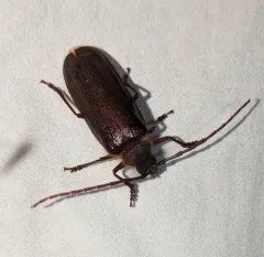 Hairy Pine Borer thumbnail 1