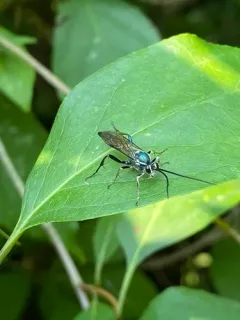 Platylabus clarus thumbnail 4