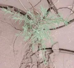 Herbaceous Seepweed thumbnail 1