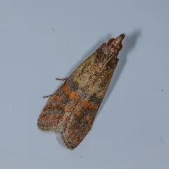 Indian-Meal Moth thumbnail 2