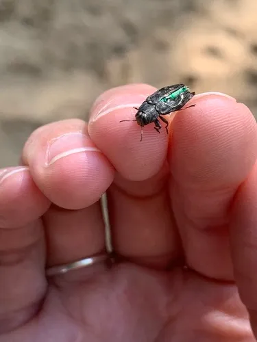 Chrysobothris viridiceps