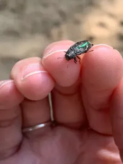 Chrysobothris viridiceps thumbnail 1