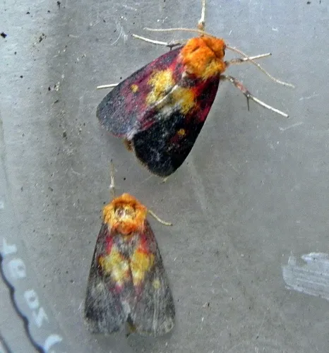 Epauletted Pitcher Plant Moth
