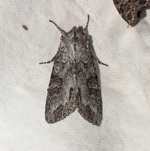 Purple Arches Moth
