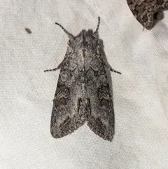 Purple Arches Moth thumbnail 1