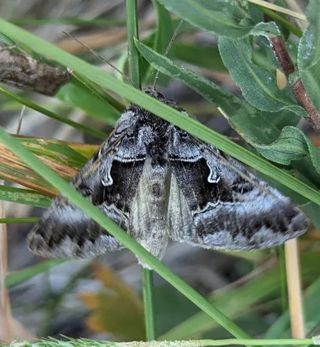 White Υ Mark Moth