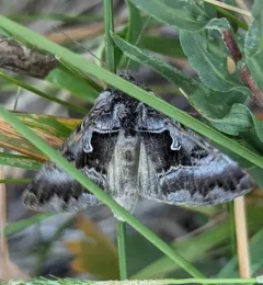 White Υ Mark Moth thumbnail 1