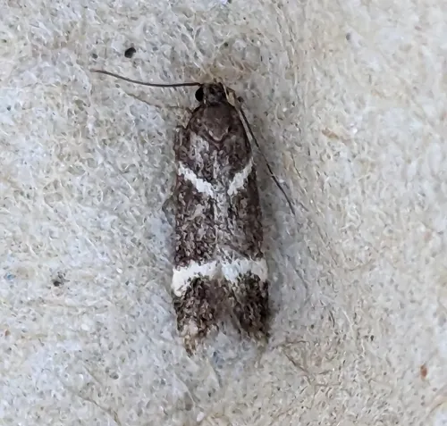 Chionodes lugubrella