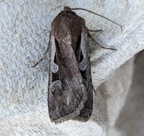 Euxoa idahoensis