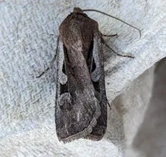 Euxoa idahoensis thumbnail 1