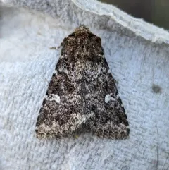 White-spotted Properigea Moth thumbnail 2
