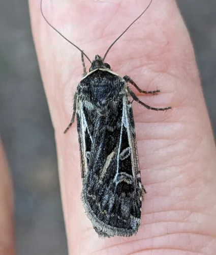 Yellow-collared Dart