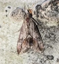 Evergestis subterminalis thumbnail 1