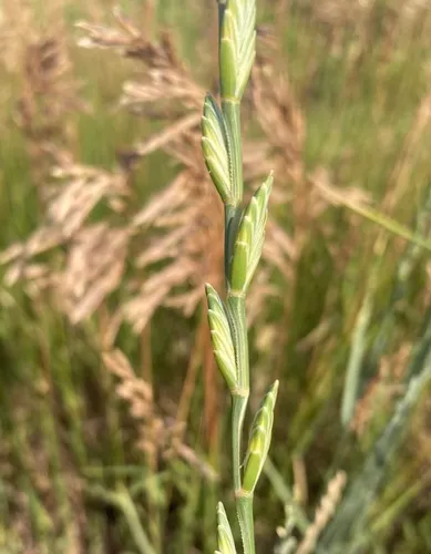 Intermediate Wheatgrass