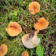 hygrophorus milkcap thumbnail 4
