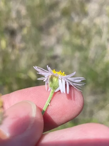 Hoary Fleabane