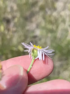 Hoary Fleabane thumbnail 1