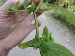 Green Figwort thumbnail 2