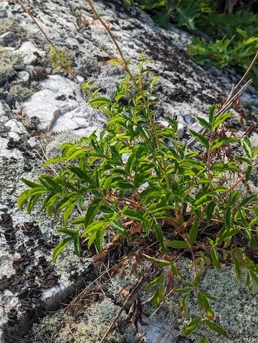 bristly sarsaparilla