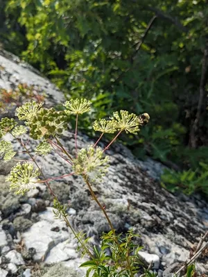 bristly sarsaparilla