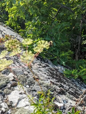 bristly sarsaparilla