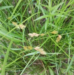 marsh straw sedge thumbnail 4