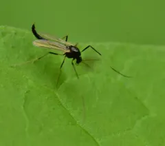 Paratendipes albimanus thumbnail 1