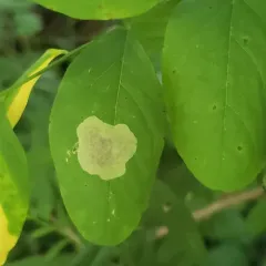 Chrysaster ostensackenella thumbnail 2