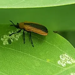 Locust Leafminer thumbnail 3