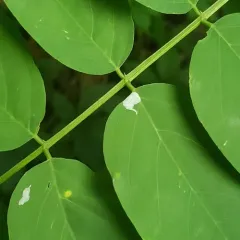 Black Locust Leafminer thumbnail 4