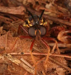 Banded Tiger Fly thumbnail 4