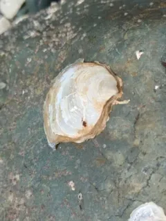 Olympia Oyster thumbnail 1